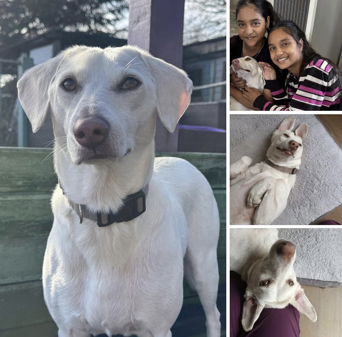 Beautiful Whitney is back from her foster and longing to be back in a home again. She is such a sweet girl. 

🐶 5 years old
🐕 Can live with a calm dog 
🏡 Calm home with a secure garden 
 👯Children 12+ 

There is a real shortage of homes so if you can squeeze another in on