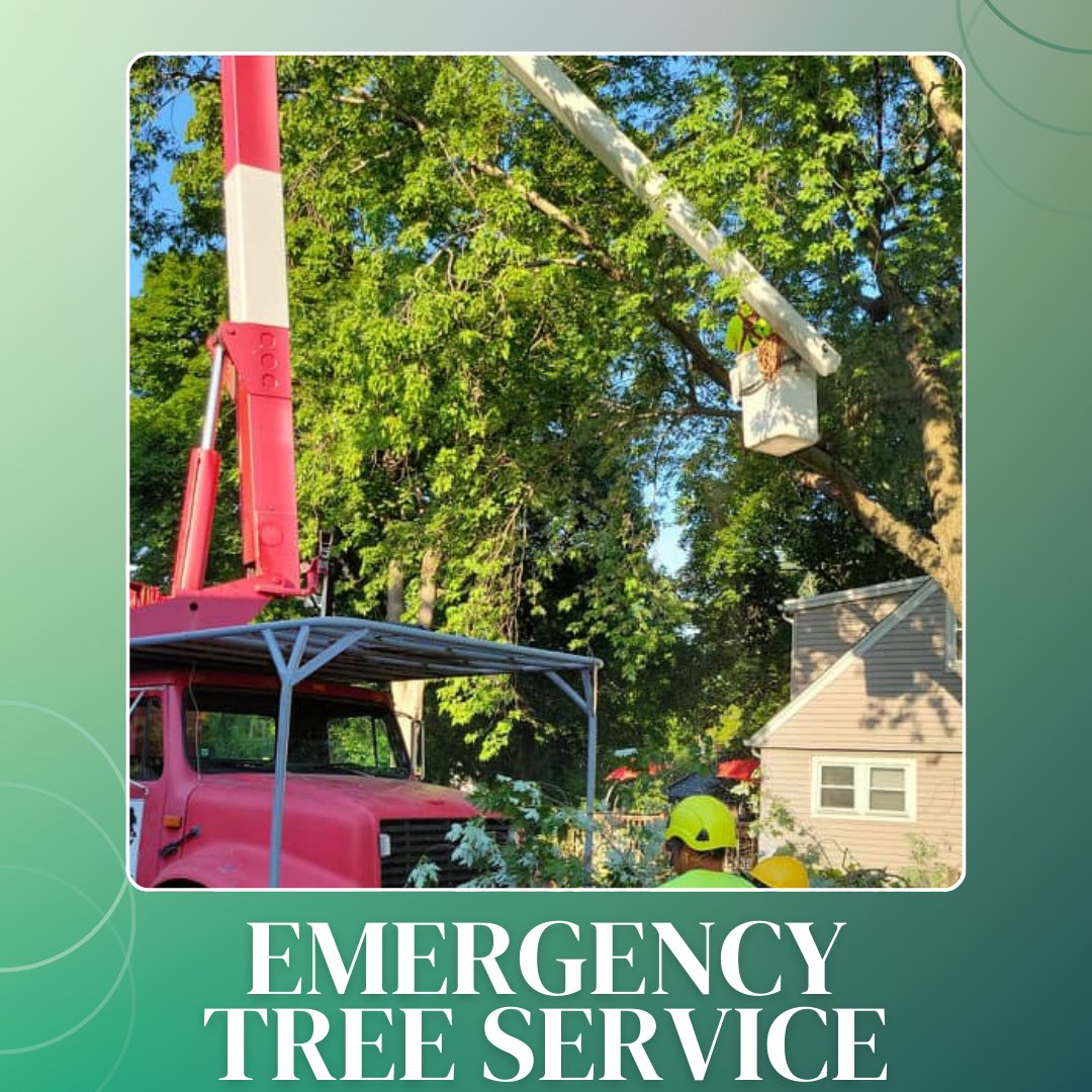 RJOzunasTreeSe1's tweet photo. Safety can't wait during an emergency. That's why we offer fast, reliable #EmergencyTreeService around the clock. Call us now and let us protect your home and property!
https://t.co/szWjJAEfgo https://t.co/TKC0wkzVli