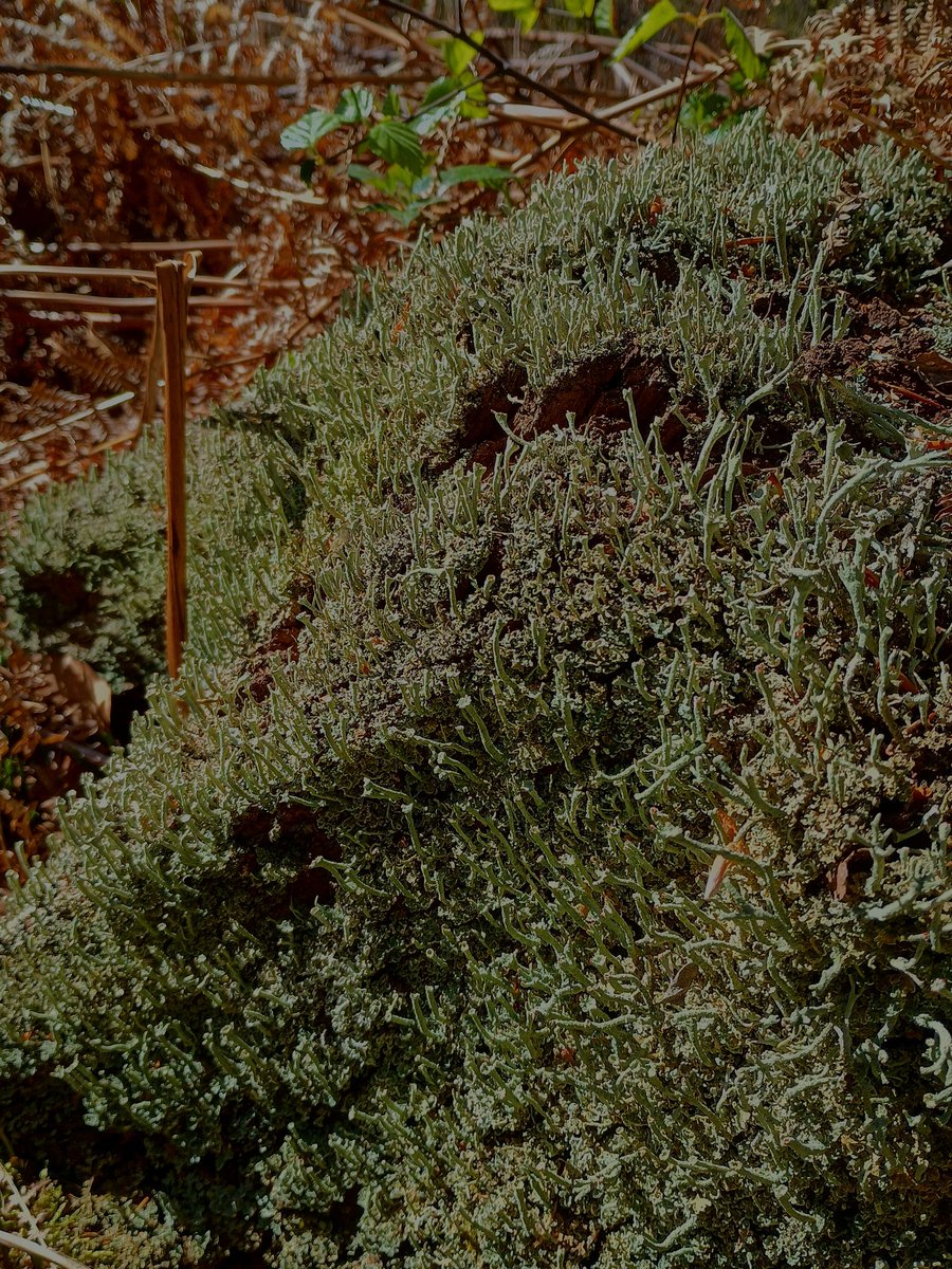 SewellLeigh's tweet image. The clan of Cladonia 👀😁

#tuesdaymorning #lichen #fungi #macro #nature #naturephotography