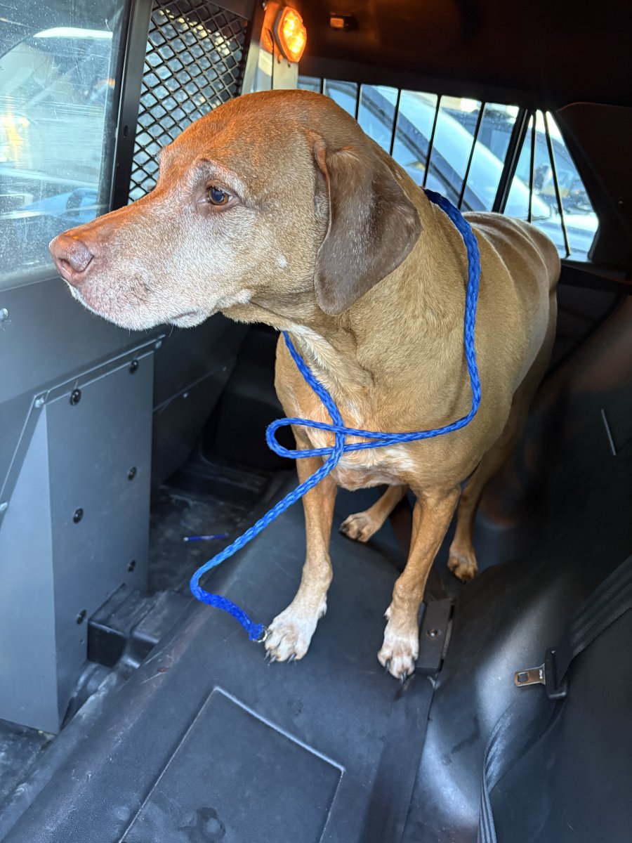 IGH-Police tweet media