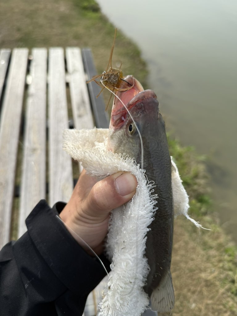 mei良止 喵啊 tweet media