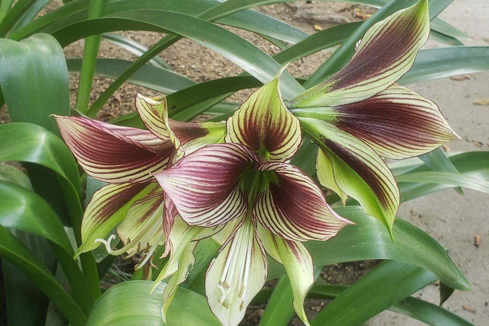 BloomingSecrets tweet media