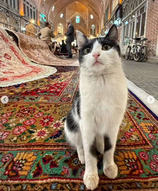 The Spirit of Lorenzo the Cat tweet media