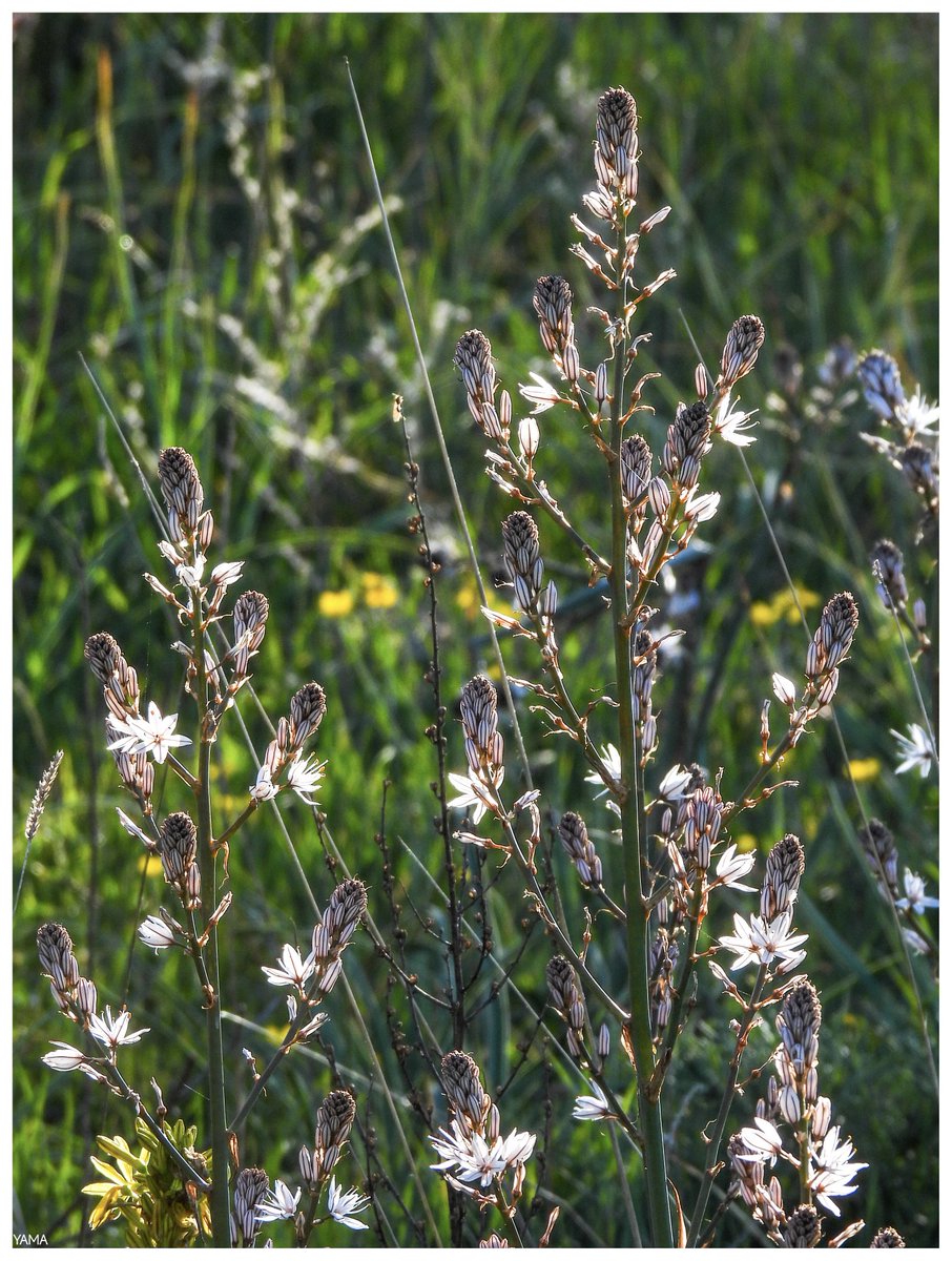 Yama 山 tweet media