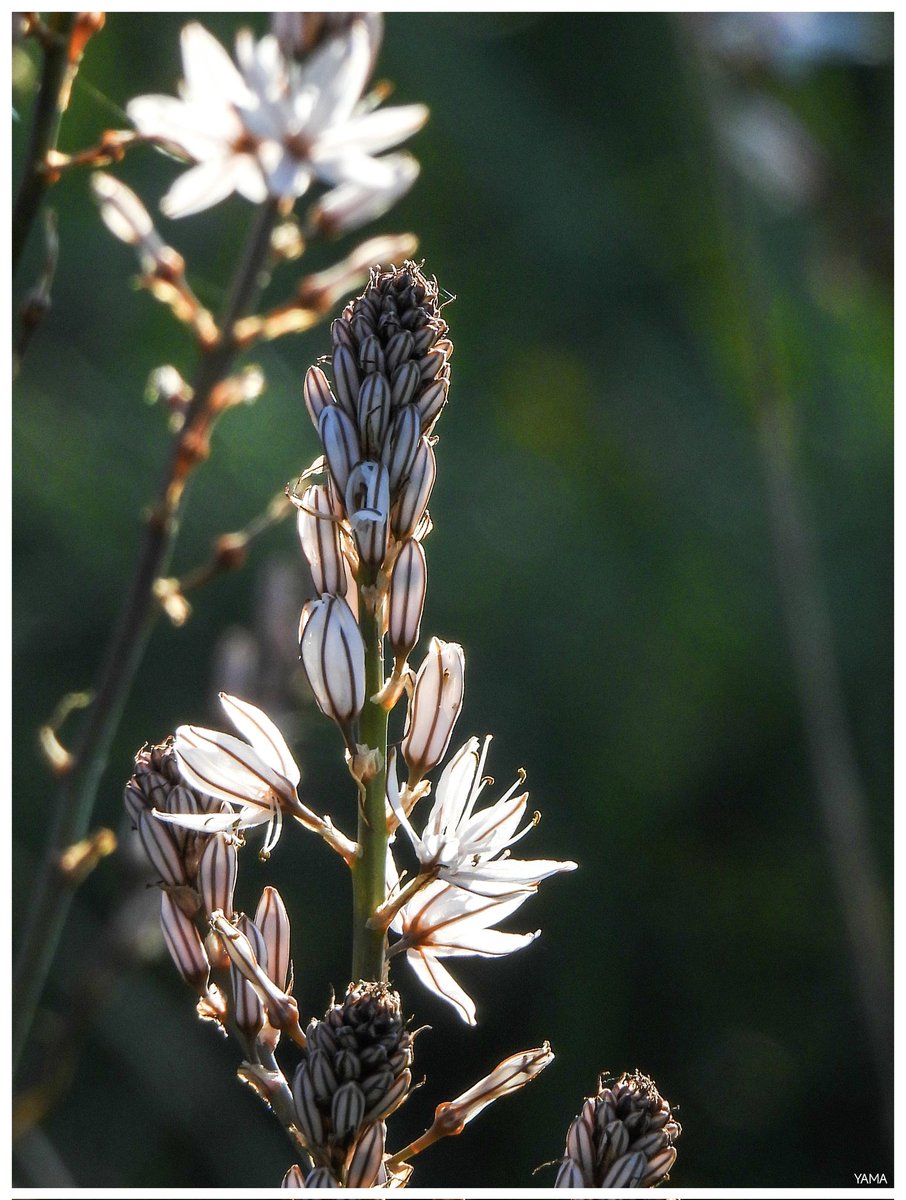 Yama 山 tweet media