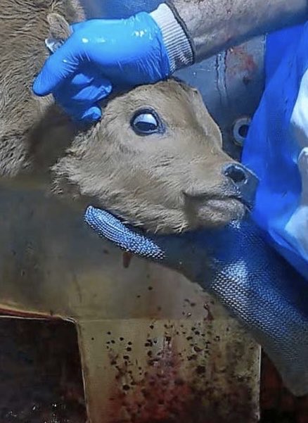 Graham Ⓐ 🏴 Ⓥ Use ALT tweet media