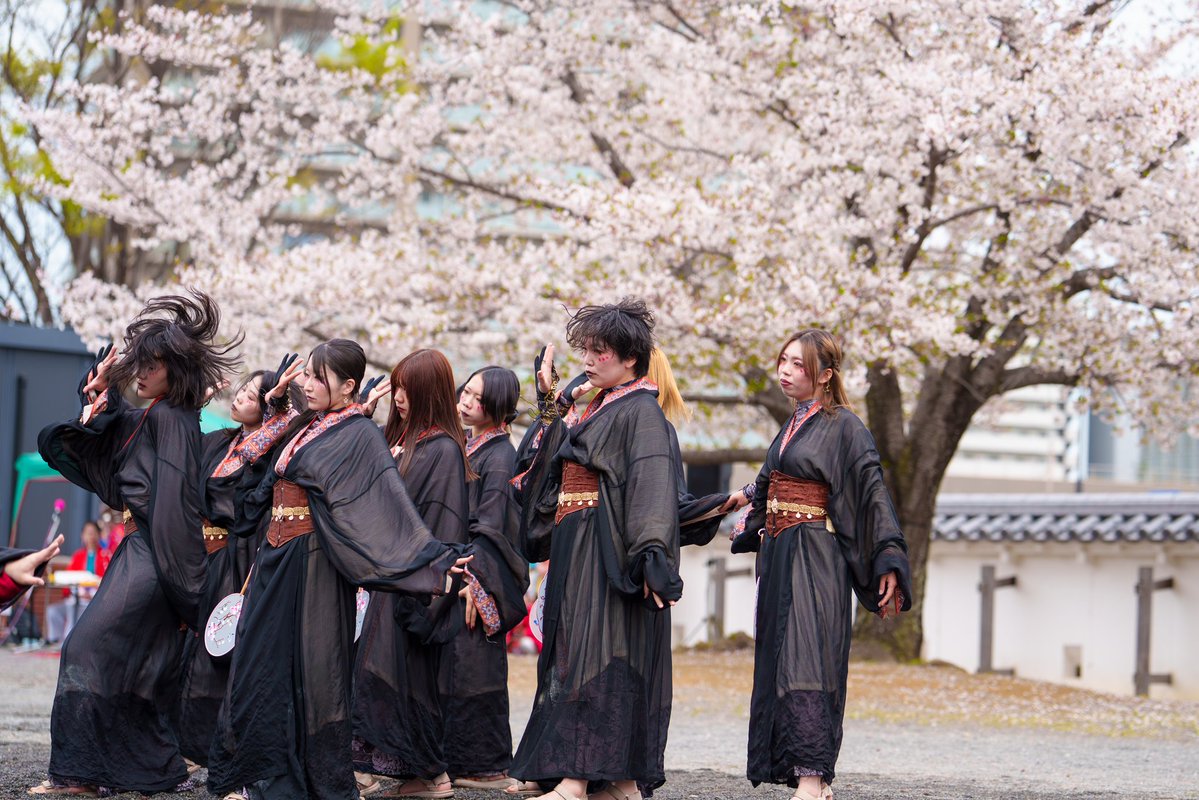 miken4351's tweet image. 2026/04/05 花時計前会場
生きること死ぬこと × 桜
その儚さも何となくしっくり
#T4O #Re:collect #どまつり夜桜in岡崎