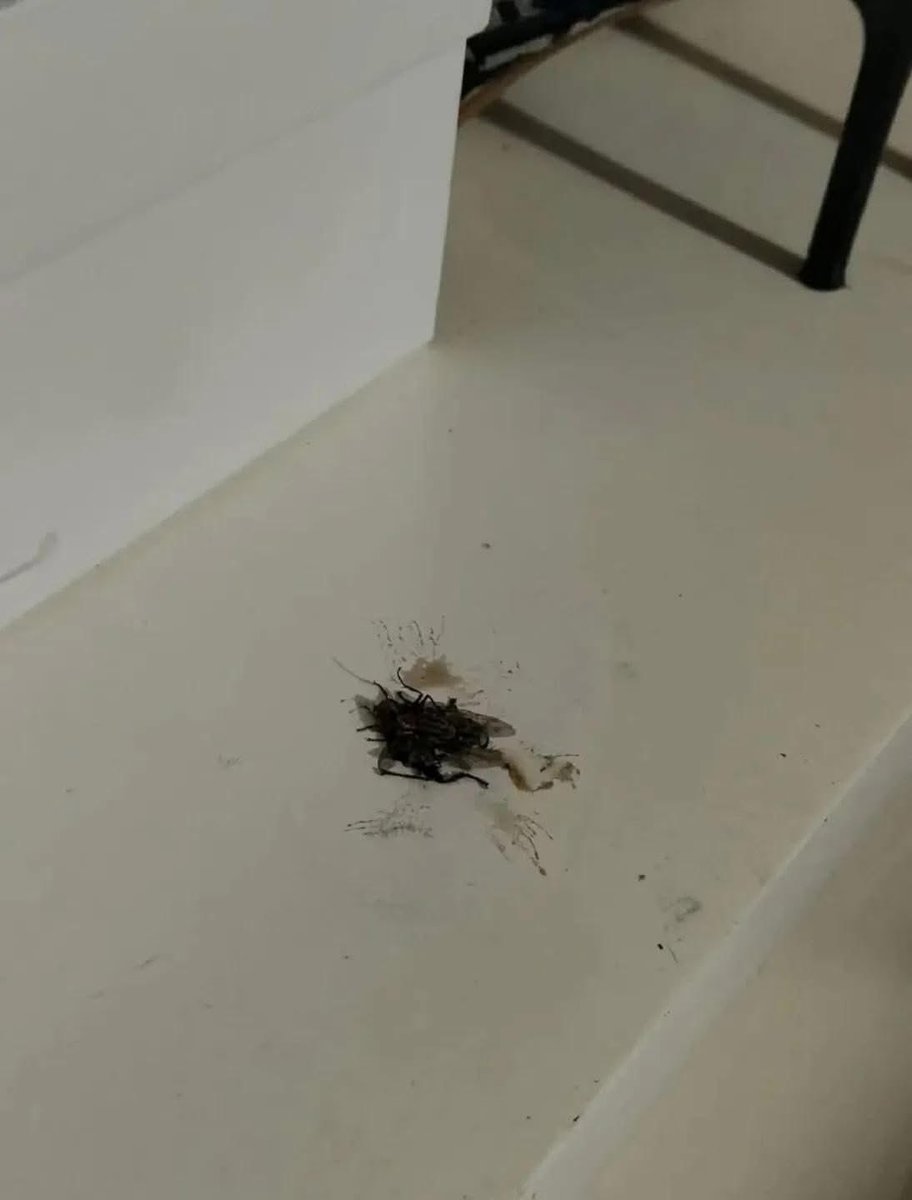 Arab Memes tweet media