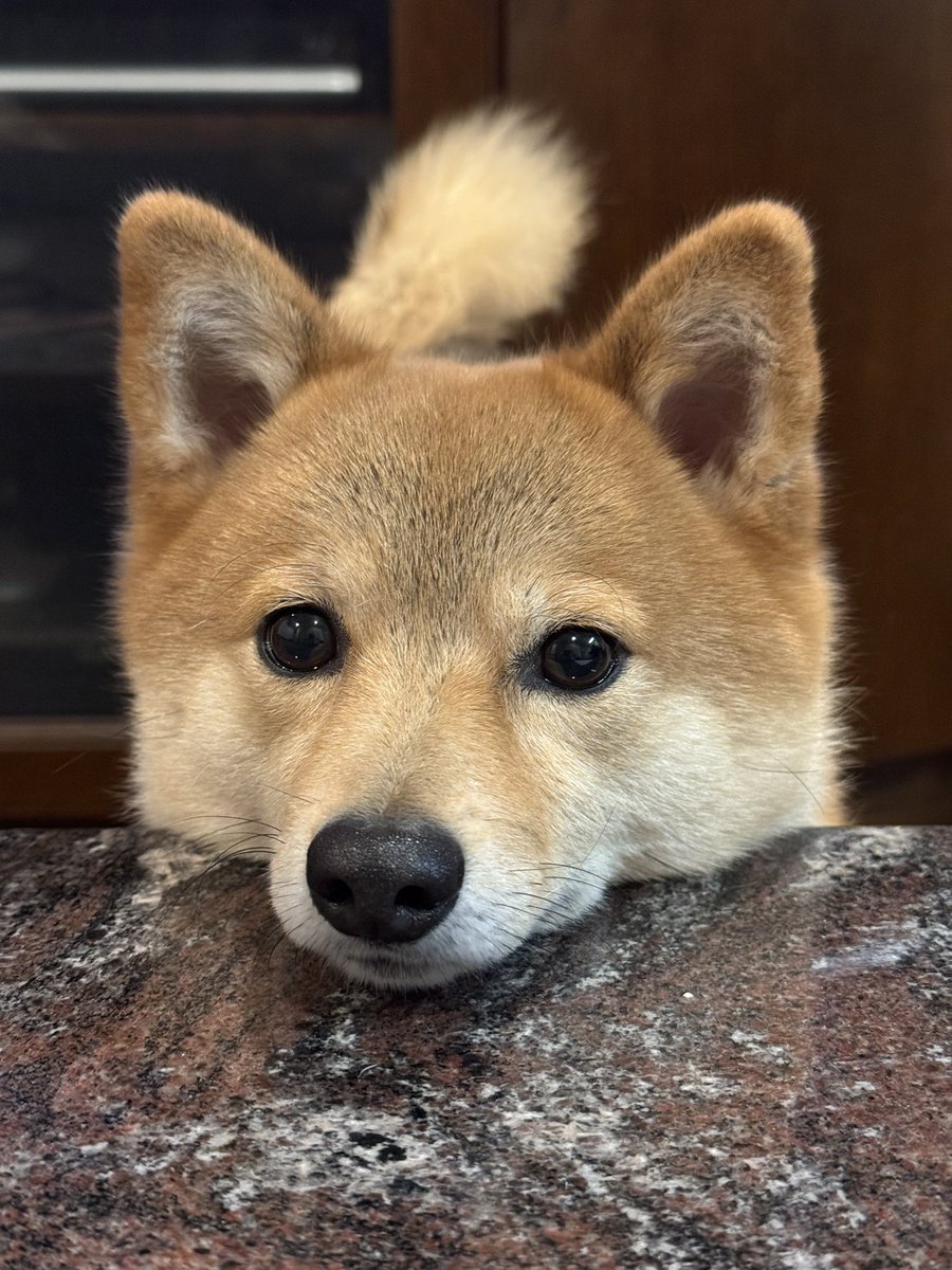 トンボ tweet media