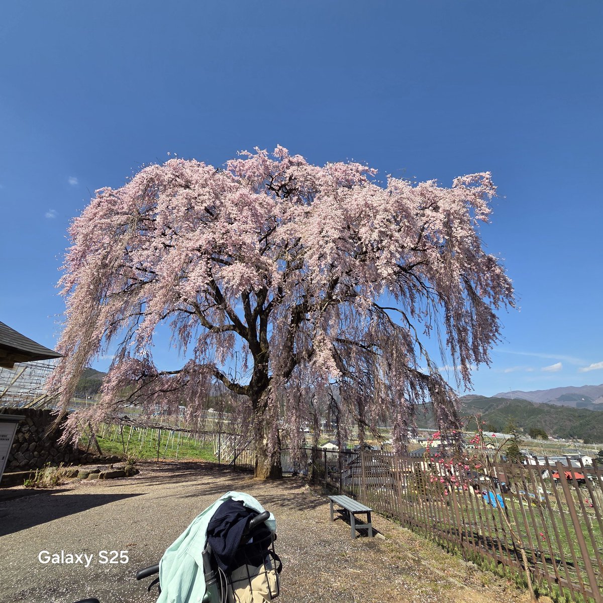cafebechet's tweet photo. 本日8日は、都合により21時と、ちょいと早く閉店させて頂きます。何卒ご了承下さいませ。

いやあ、春ですね。
年々歳々花相似　歳々年々人不同 https://t.co/4vVIi3O6qJ