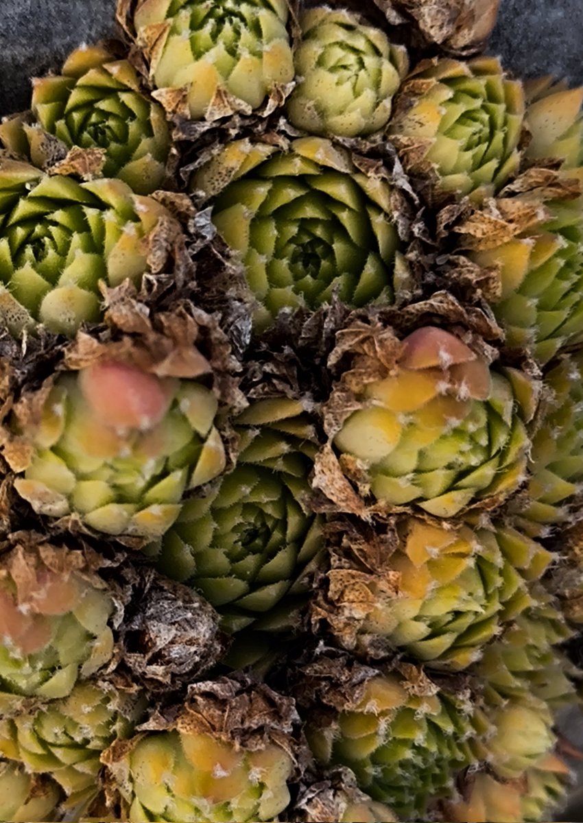 MsBlazic's tweet image. #Texture Tuesday