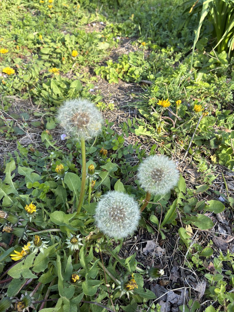 みっくすじゅーす tweet media