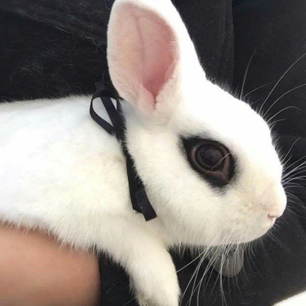 ౨ৎ ˖ ࣪⊹ tweet media