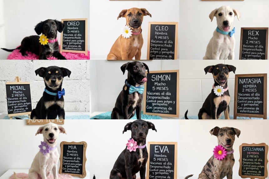 🐶 PROMUEVEN ADOPCIÓN DE PERROS RESCATADOS

El alcalde de Santa Tecla, <a href="/HenryFloresST/">Henry Flores</a>, invitó a la población a brindar un hogar a los perros que se encuentran en el Centro de Resguardo Municipal.

El edil explicó que los animales están listos para ser adoptados por familias