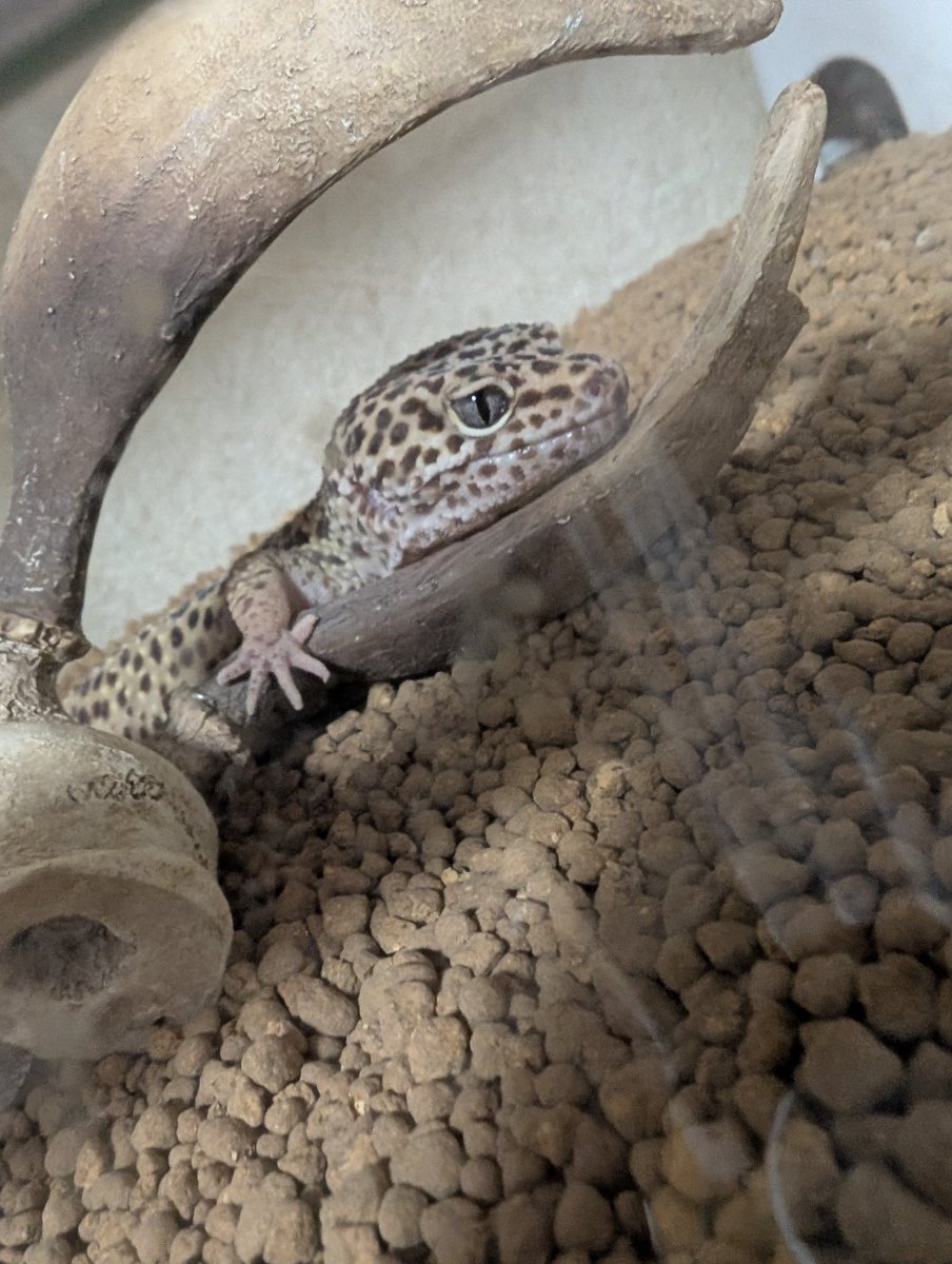 ぴょん tweet media