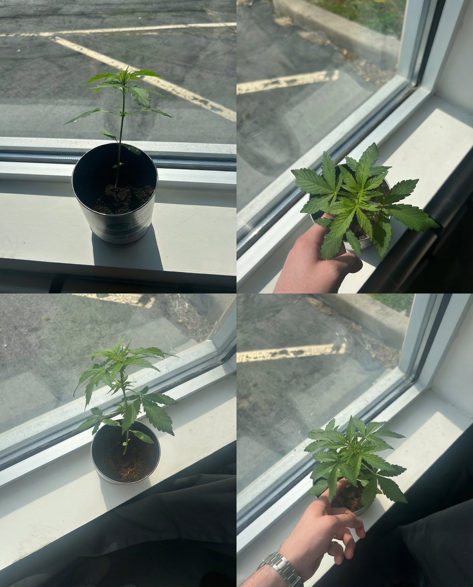 TYSON 2.0 tweet media