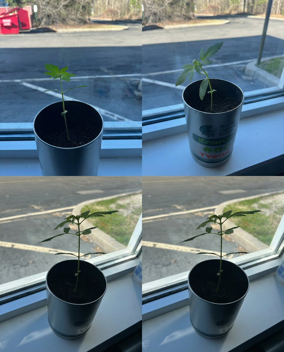 TYSON 2.0 tweet media