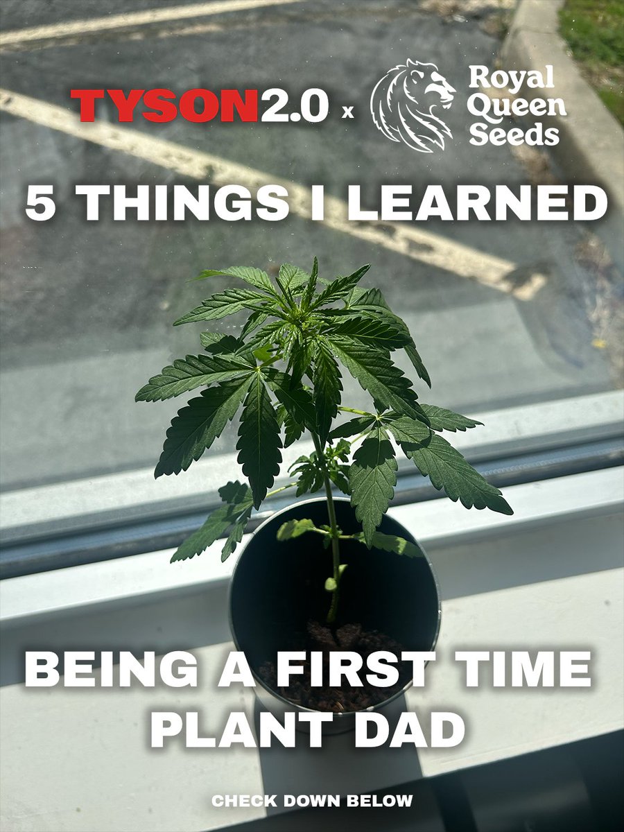 TYSON 2.0 tweet media