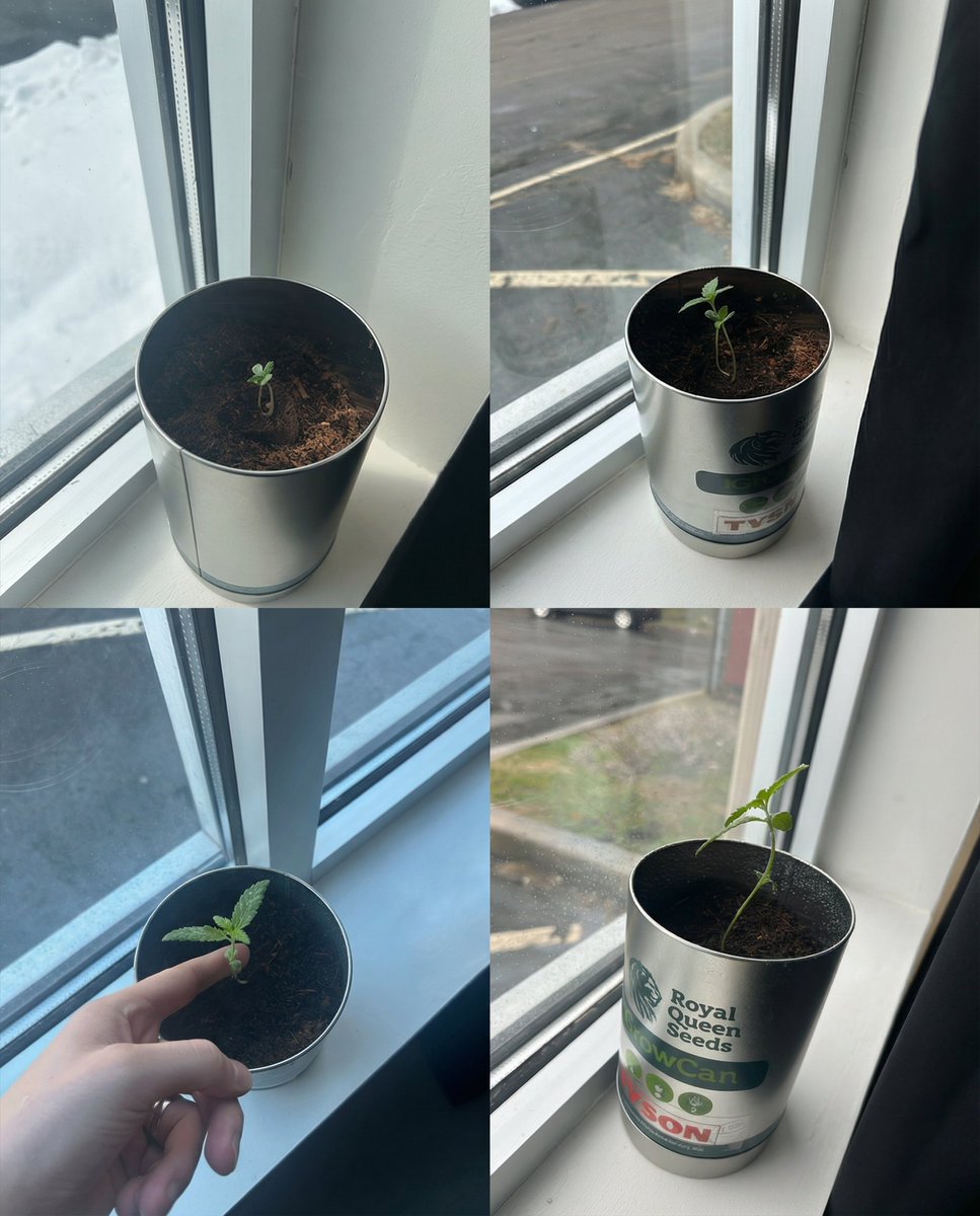 TYSON 2.0 tweet media