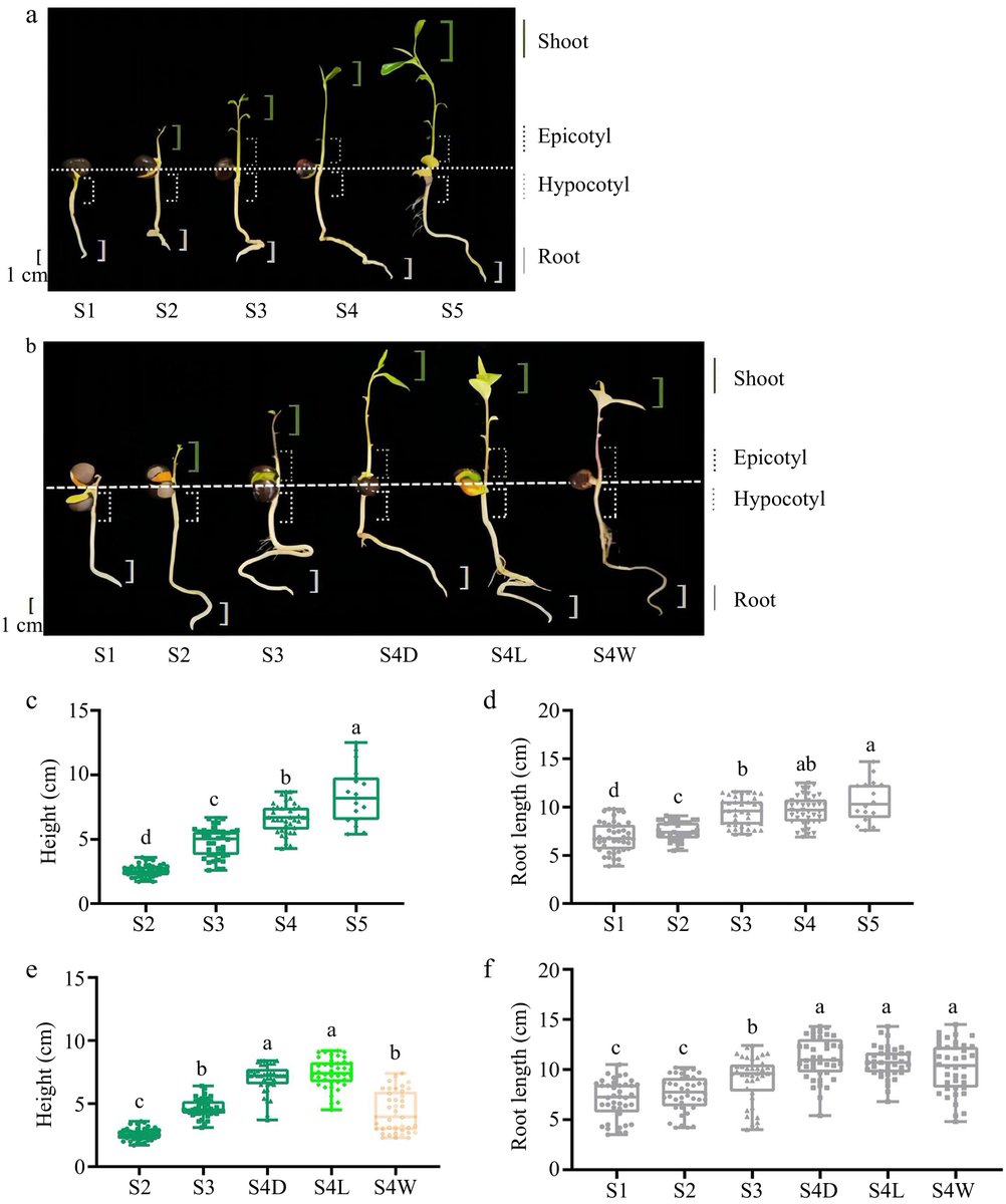 MaximumAcademic's tweet image. #BPR
Study reveals flavonoid accumulation patterns in tea seedlings, with distinct types in shoots and roots, offering insights for tea plant research.
@HortiPlant #TeaPlantResearch #Flavonoids
Details: maxapress.com/article/doi/10…