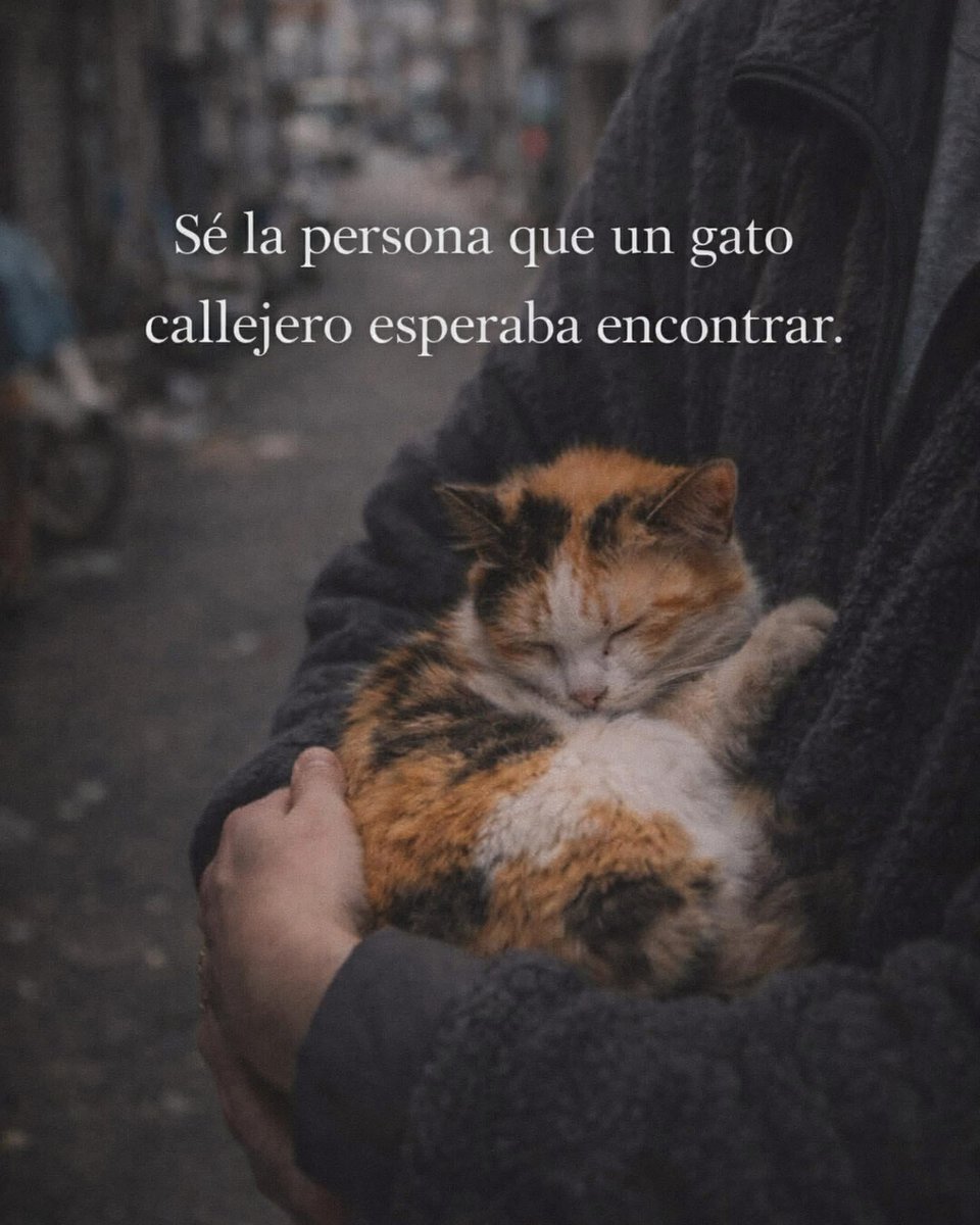 Dilo con gatitoz tweet media