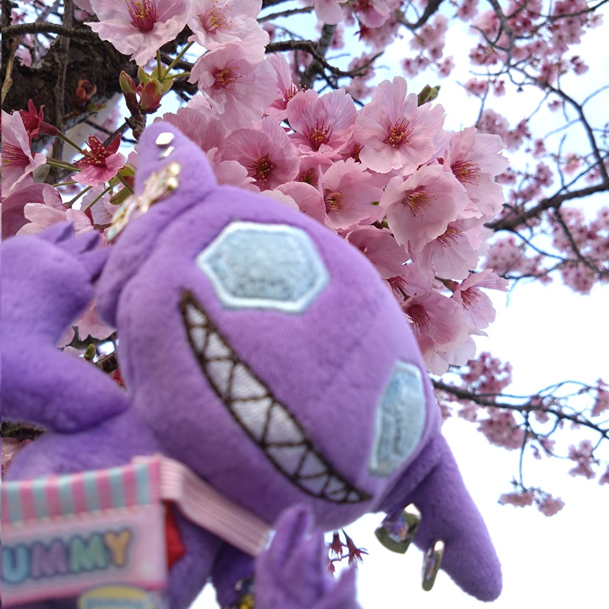 敦吉(ポケモン用) tweet media