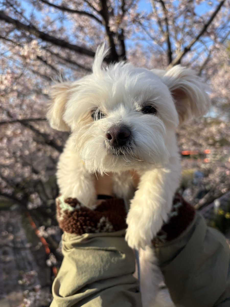 강아지 tweet media