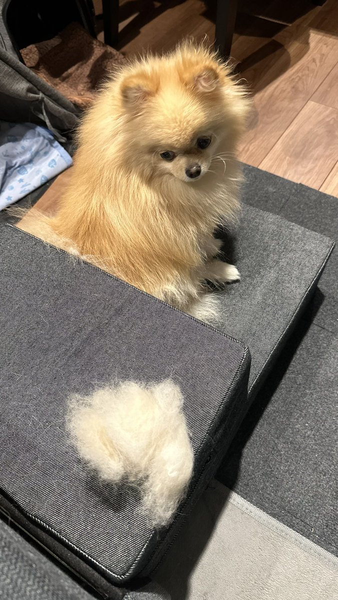 moana_pome's tweet image. これはあなたの毛玉だよ🐶

おうちシャンプー＆ブラッシング完了😊

#ポメラニアン #pomeranian #もふもふ #犬のいる暮らし