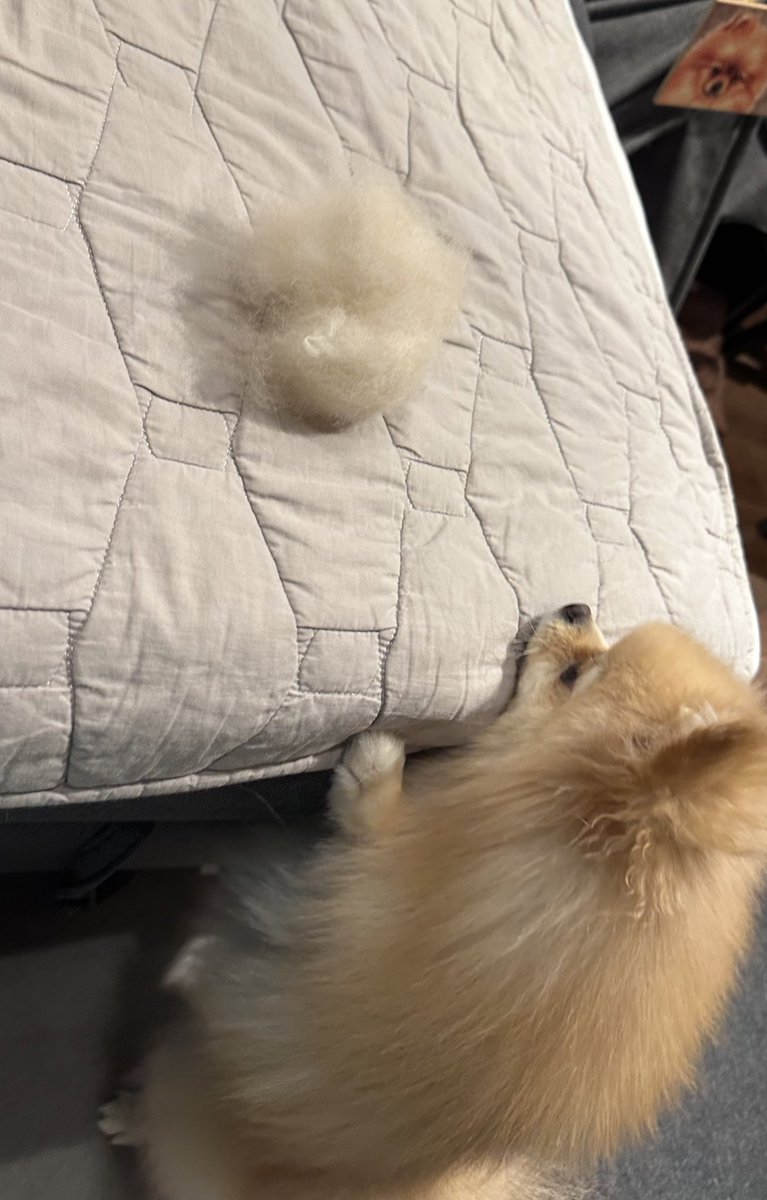 moana_pome's tweet image. これはあなたの毛玉だよ🐶

おうちシャンプー＆ブラッシング完了😊

#ポメラニアン #pomeranian #もふもふ #犬のいる暮らし