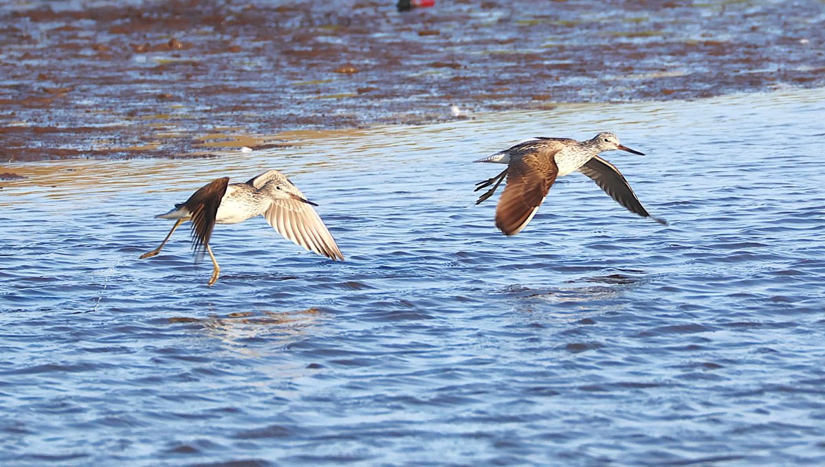 phil cheeseman tweet media