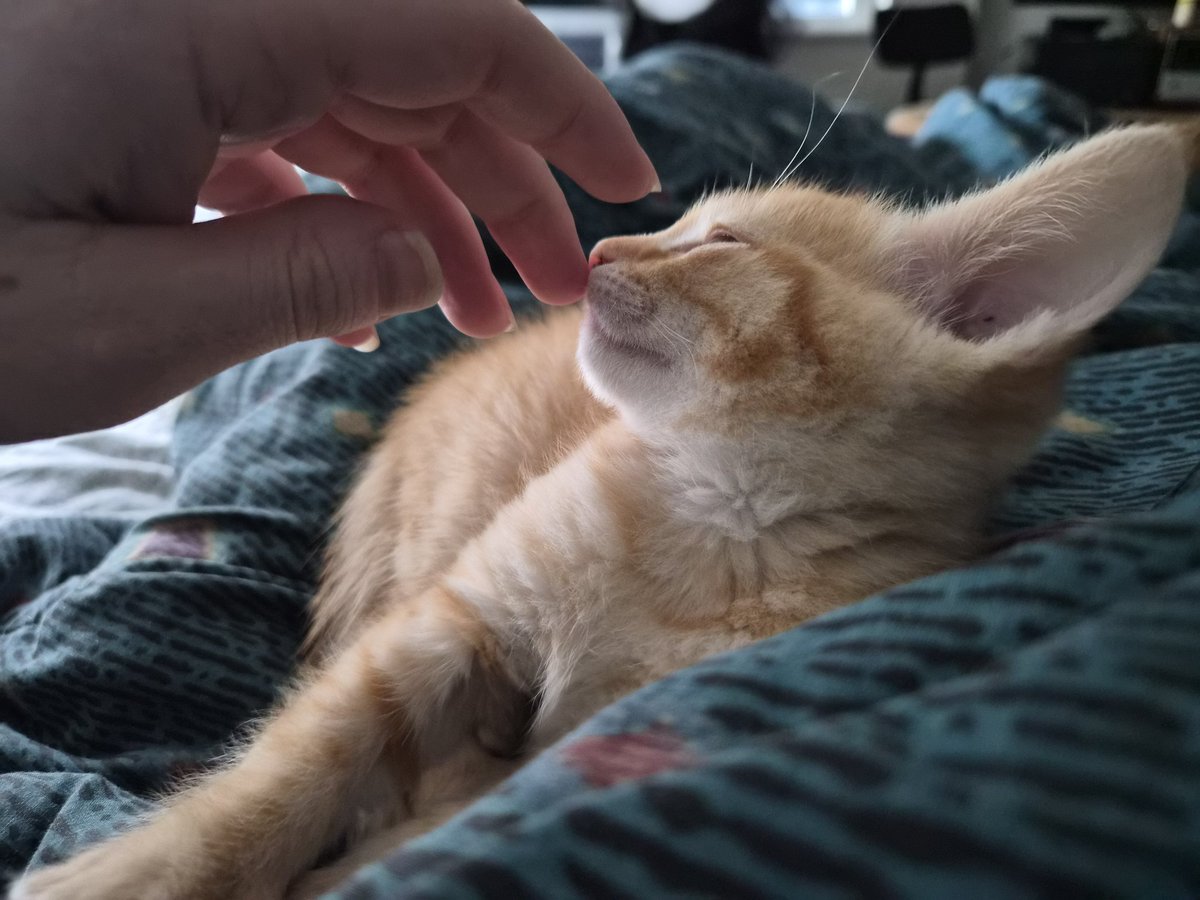 Ellie_Nemo's tweet photo. Smol creature acquired :3 https://t.co/BMU210m7hS