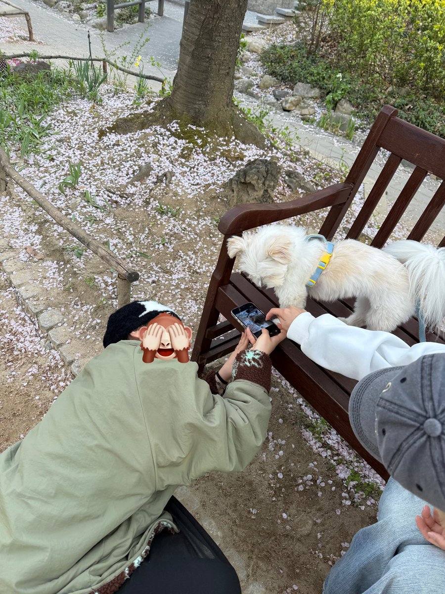 강아지 tweet media