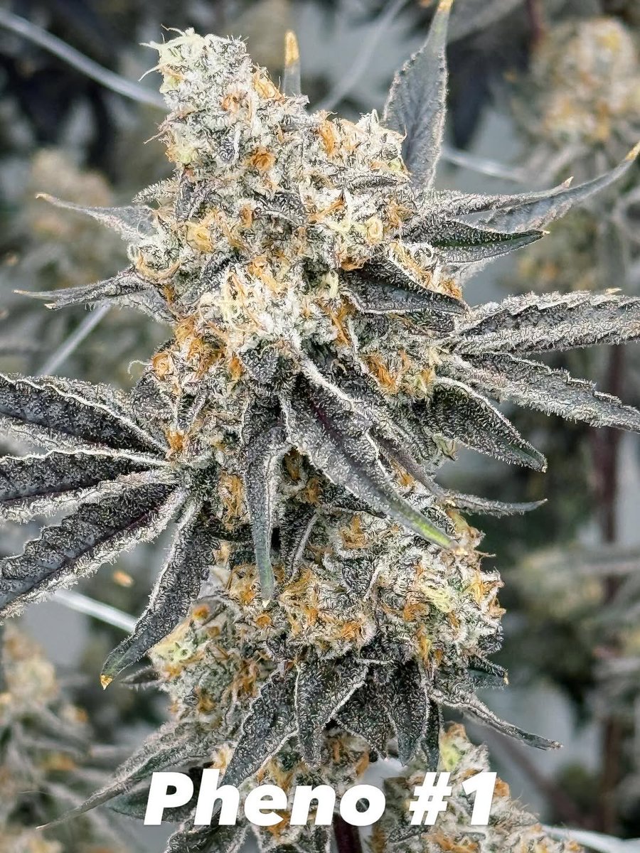 natashsmith713's tweet image. Twins… but not identical. Same parents completely different vibes. I already know which one I’m keeping… but I wanna hear your pick first 👇 #Phenohunt #SmallBatch #CraftCannabis