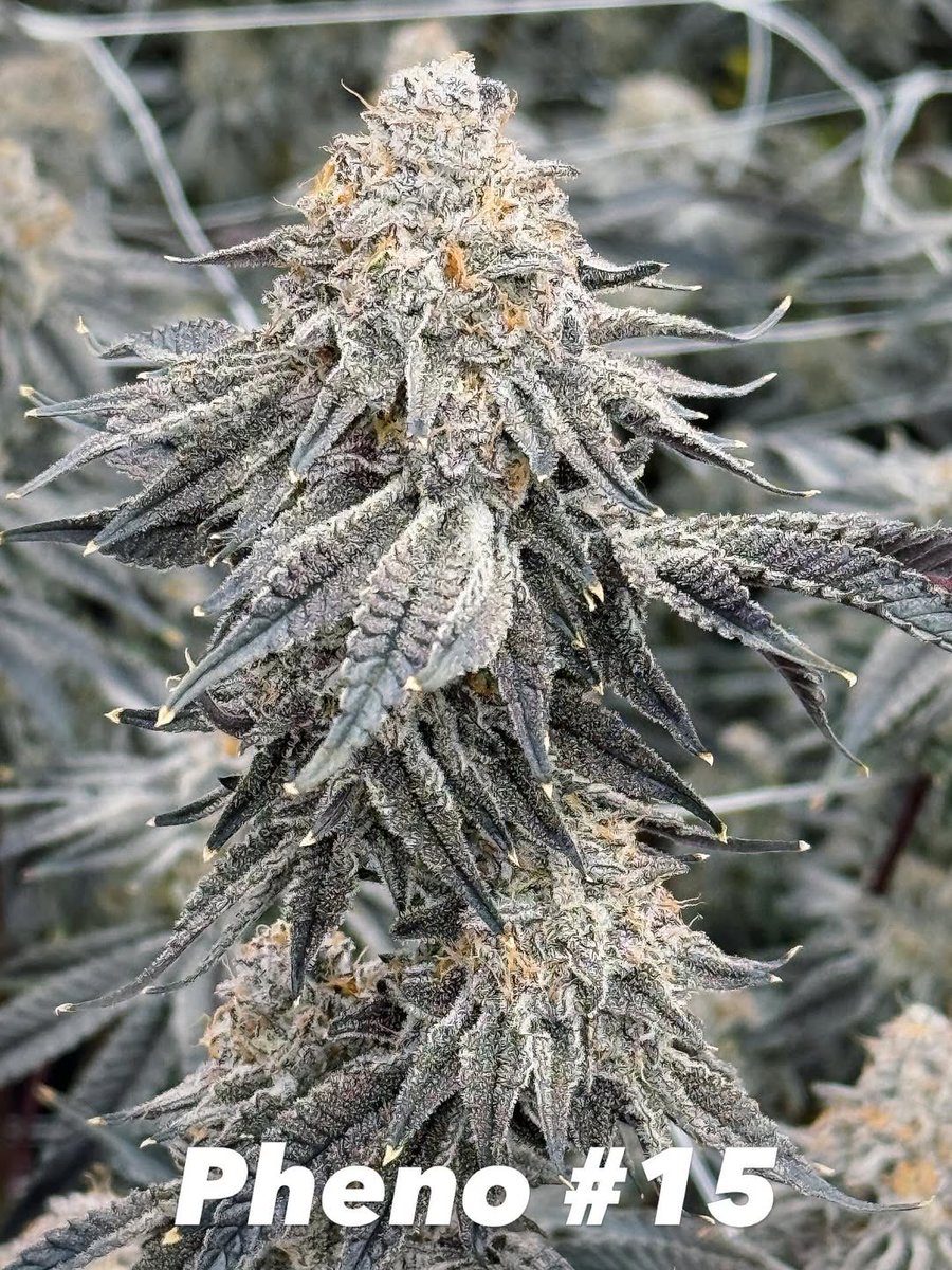 natashsmith713's tweet image. Twins… but not identical. Same parents completely different vibes. I already know which one I’m keeping… but I wanna hear your pick first 👇 #Phenohunt #SmallBatch #CraftCannabis