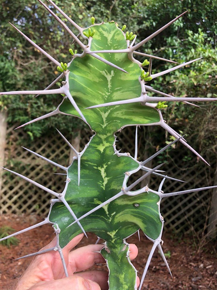 rare.jpg tweet media