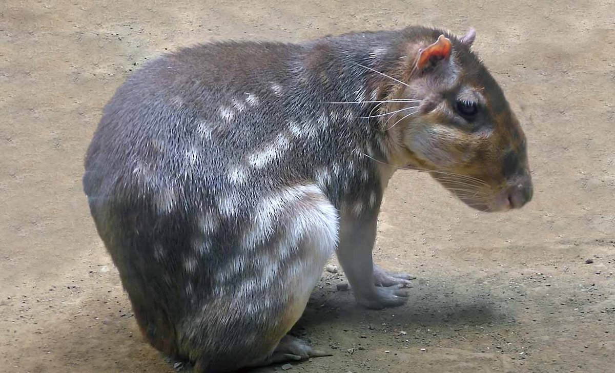 The Incorrupt tweet media