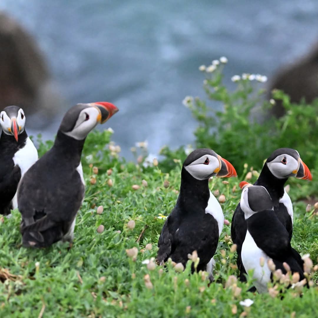ThisIsIreland3's tweet image. April in Ireland feels like the whole island is waking up - longer days, brighter skies, and landscapes bursting back into color. It’s one of the most beautiful times to visit🌻

If spring travel is calling, Ireland is the blueprint

📸 Tourism Ireland

#Ireland #April #Spring