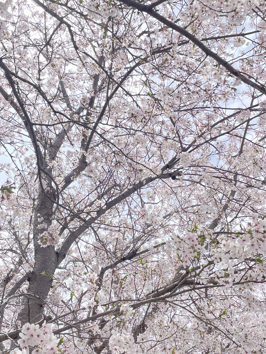 幽 大牟田ｱｺ 4/12 tweet media