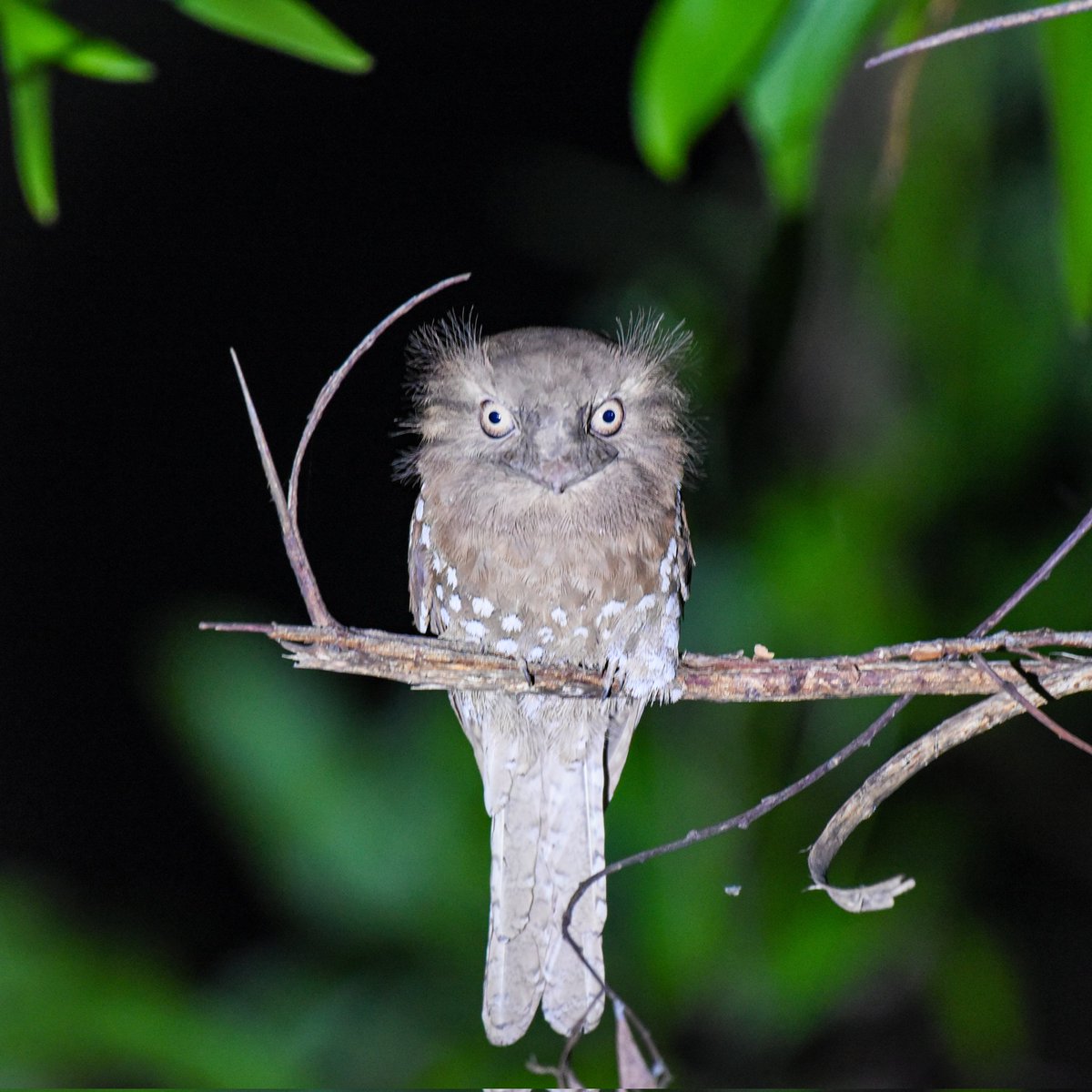 Vinaykumarshe14's tweet image. frogmouth night photography                             📸 Hebri Birding 
At Udupi Hebri Karnataka     🇮🇳
#hebribirding #Birdsofkarnataka
#Karnataka #NikonIndia
#BirdWatching
#wildlifephotography
#NaturePhotography
#Birds #Hide #BirdTwitter #ThePhotoHour 
#BirdLovers 
@IndiAves