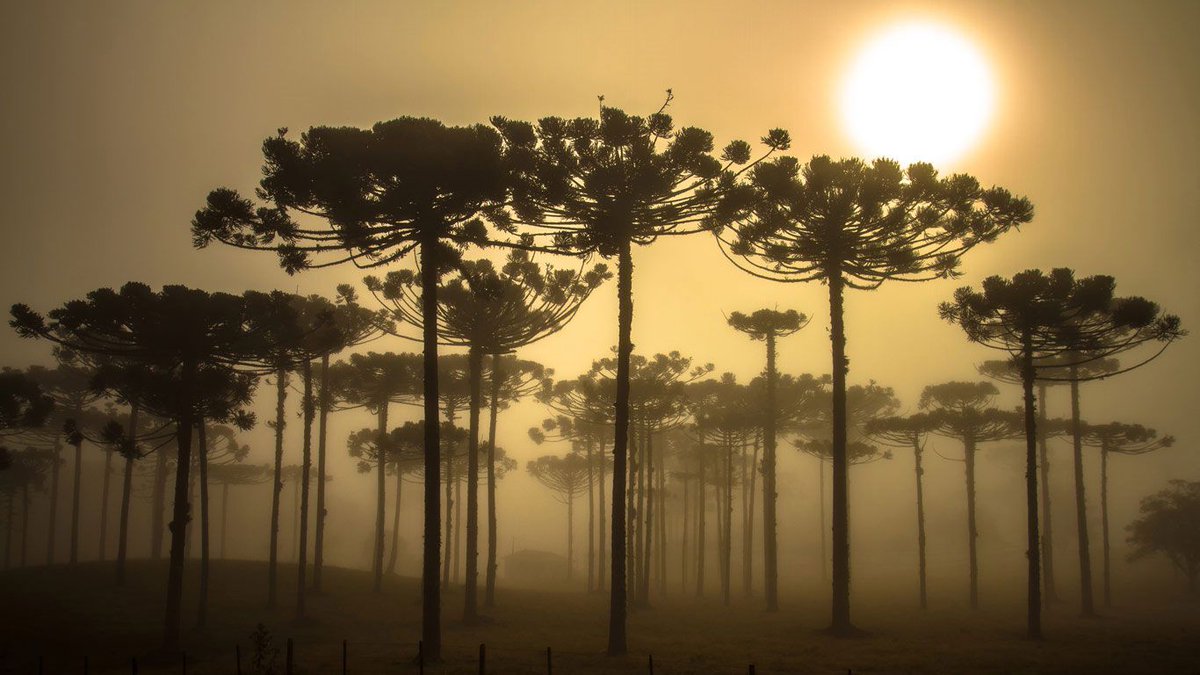 Gavaudan tweet media