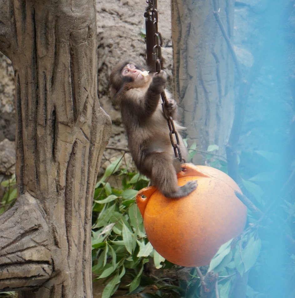 やす🐼🌿 tweet media