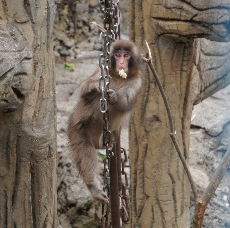 やす🐼🌿 tweet media