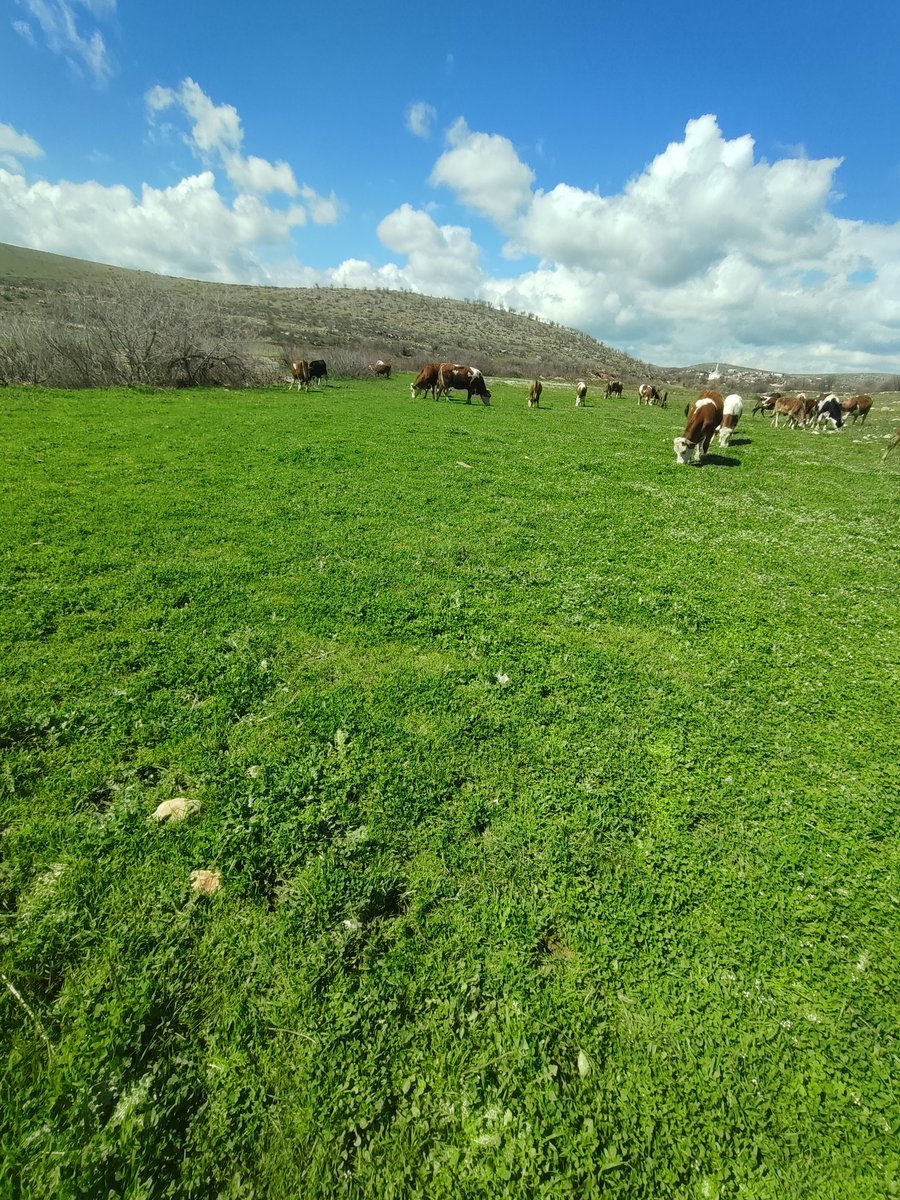 Abdullah tweet media