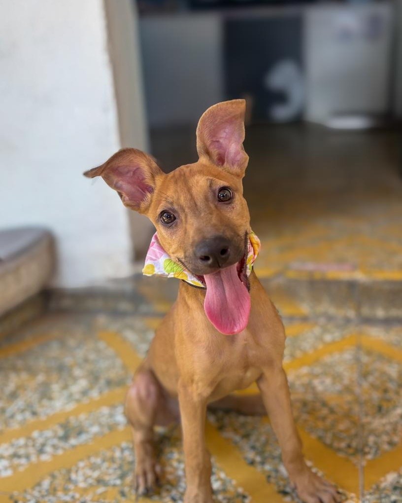 ✨ BLONDIE BUSCA UN HOGAR 🐾

Blondie es una hermosa cachorrita de 3 meses, llena de amor y ternura 💛
Ya cuenta con sus primeras vacunas y está esterilizada, lista para comenzar una nueva vida en un hogar donde la amen para siempre.

Ha esperado mucho por una oportunidad…