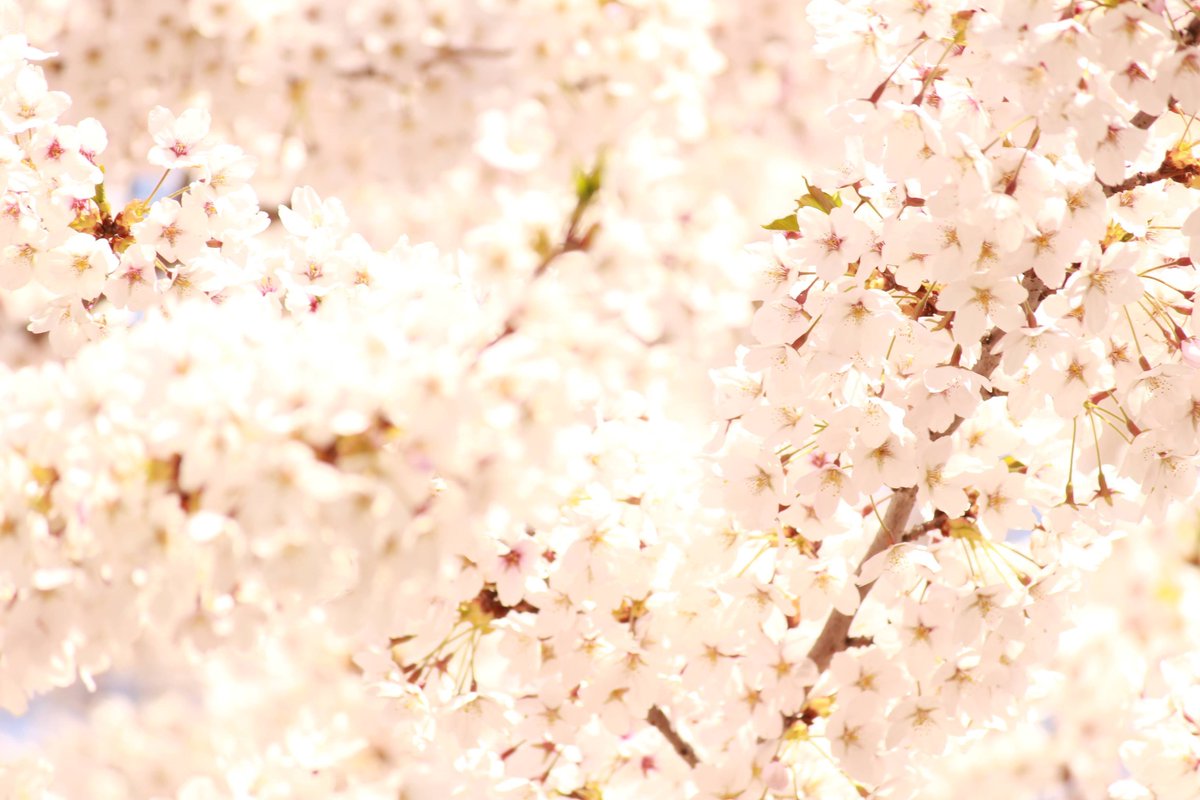 花咲娘 tweet media