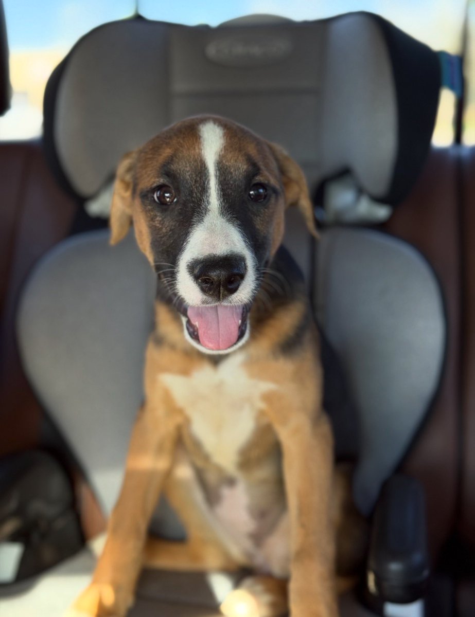 Layla’s Heart Ranch and Rescue tweet media