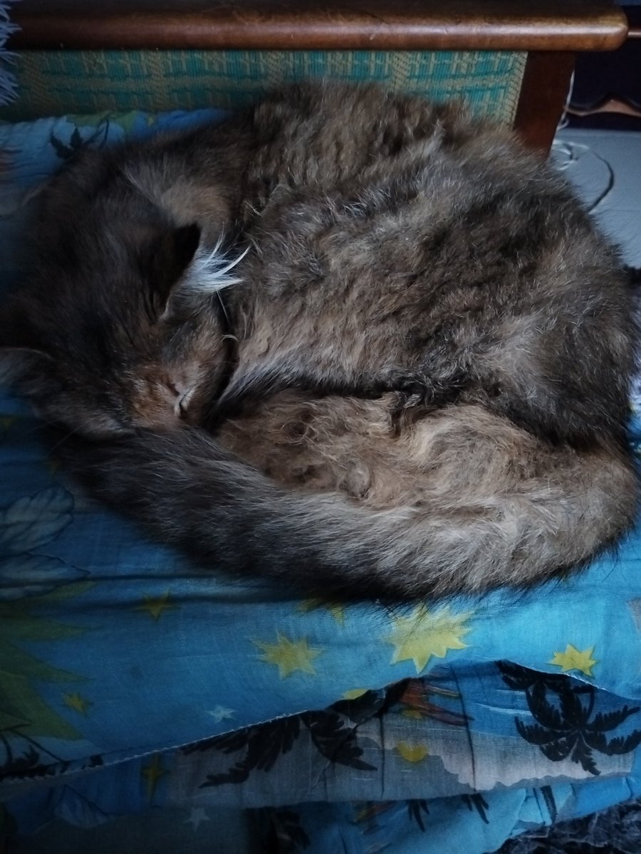 Дэнчык Кобра Вясковы tweet media