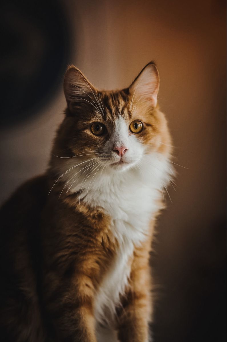 Cats tweet media