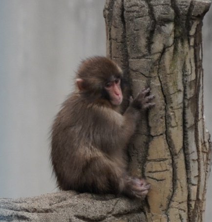 やす🐼🌿 tweet media