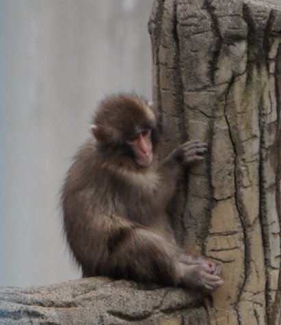 やす🐼🌿 tweet media